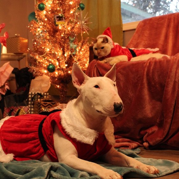 Meet your Posher, Bonnie - Picture 2 of 8